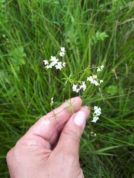 Image of Fen Bedstraw