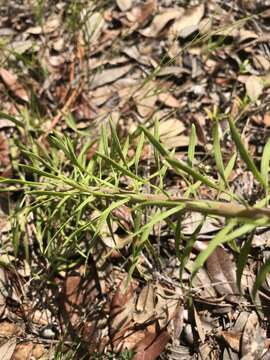 صورة Liatris pauciflora var. secunda (Ell.) D. B. Ward