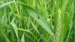 Image of Cereal leaf beetle