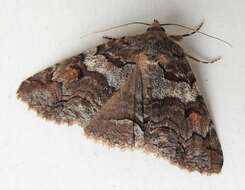 Image of Banded Similar-wing, Grey Similar-wing, False Pine Looper