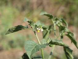 Image of hairy nightshade