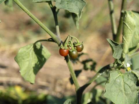 Image of hairy nightshade