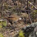 Sivun Pteroptochos megapodius megapodius Kittlitz 1830 kuva