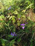 Image of Campanula rhomboidalis L.