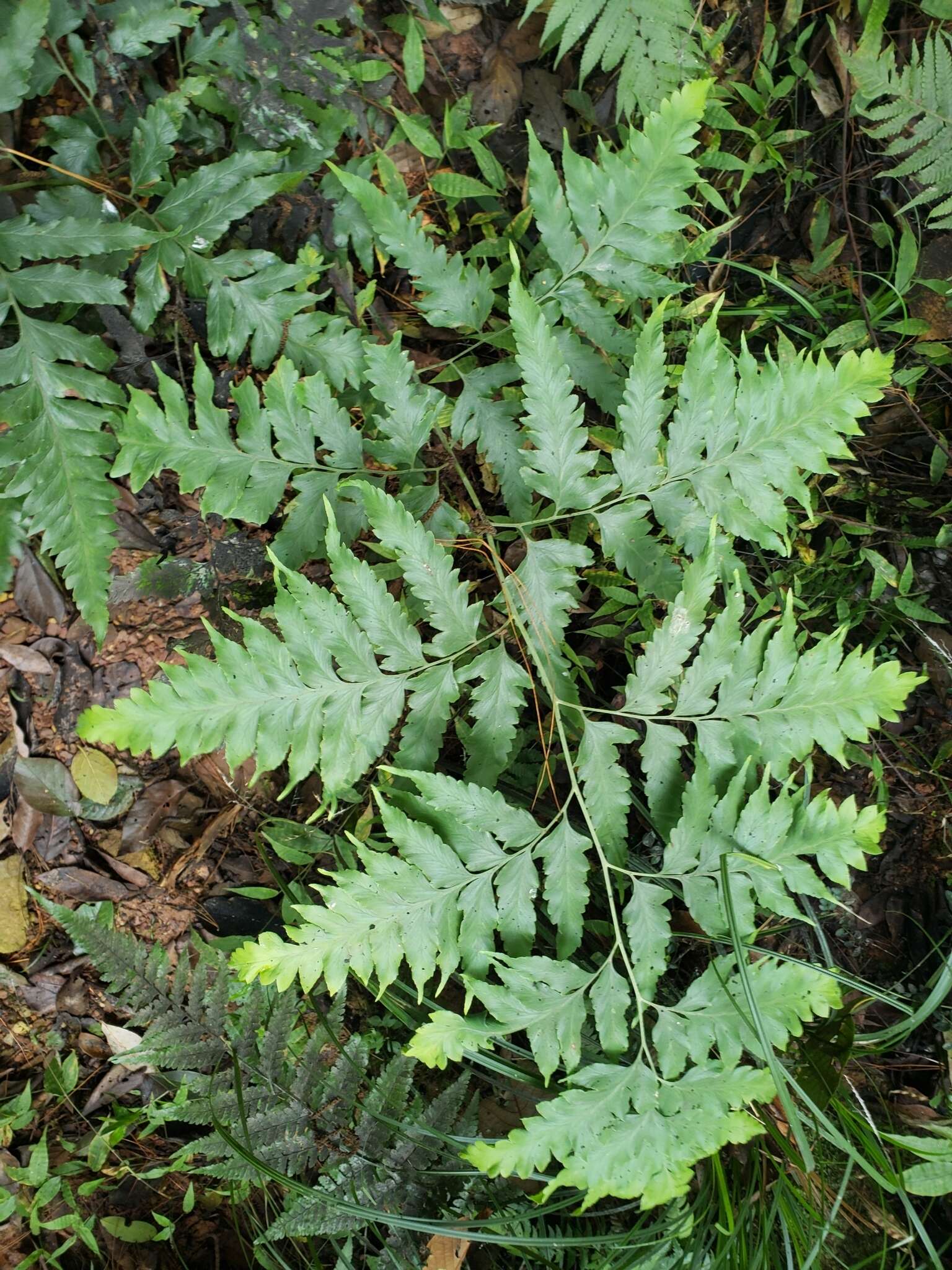 Plancia ëd Microlepia platyphylla (D. Don) J. Sm.