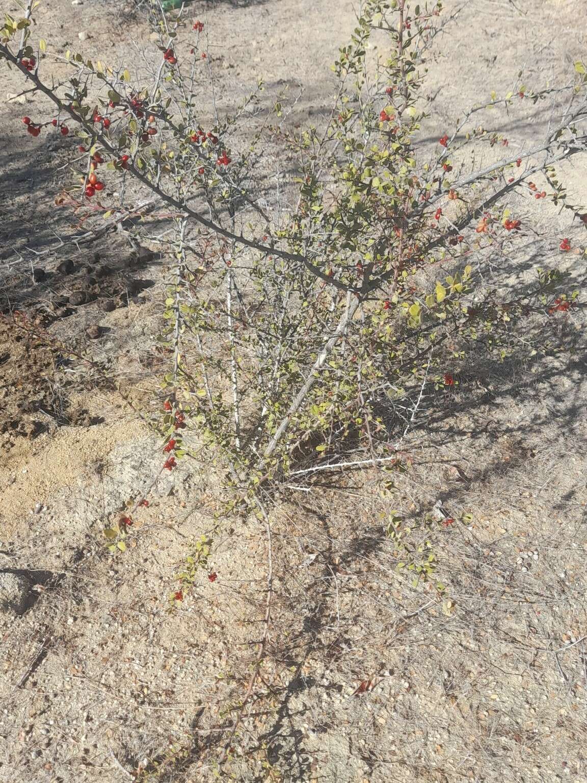 Image of Castela peninsularis Rose