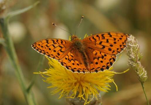 Image of Speyeria aglaja