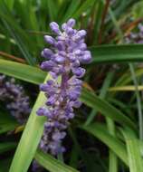 Image of Big blue lilyturf'