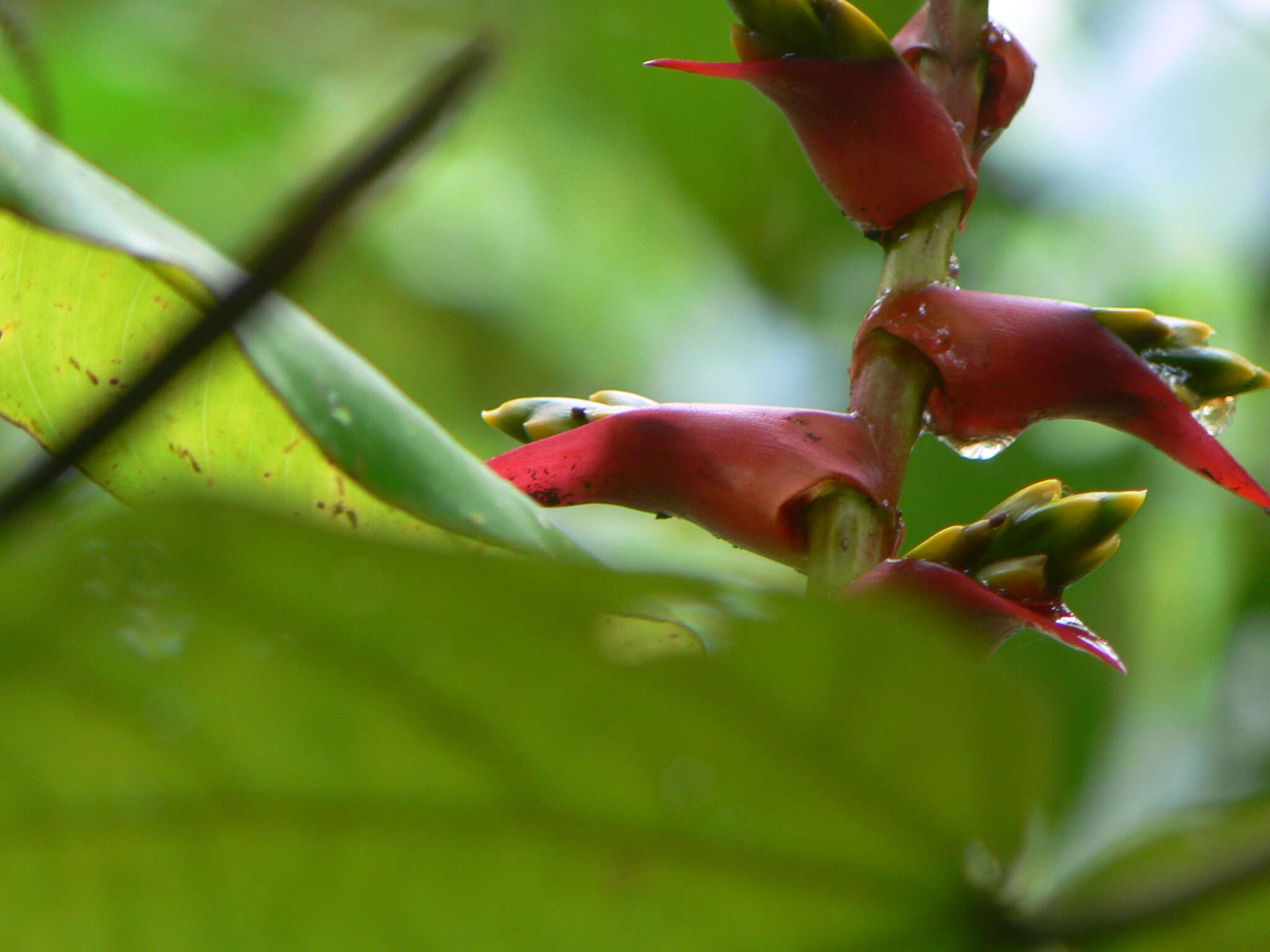 Image of Guzmania bakeri (Wittm.) Mez