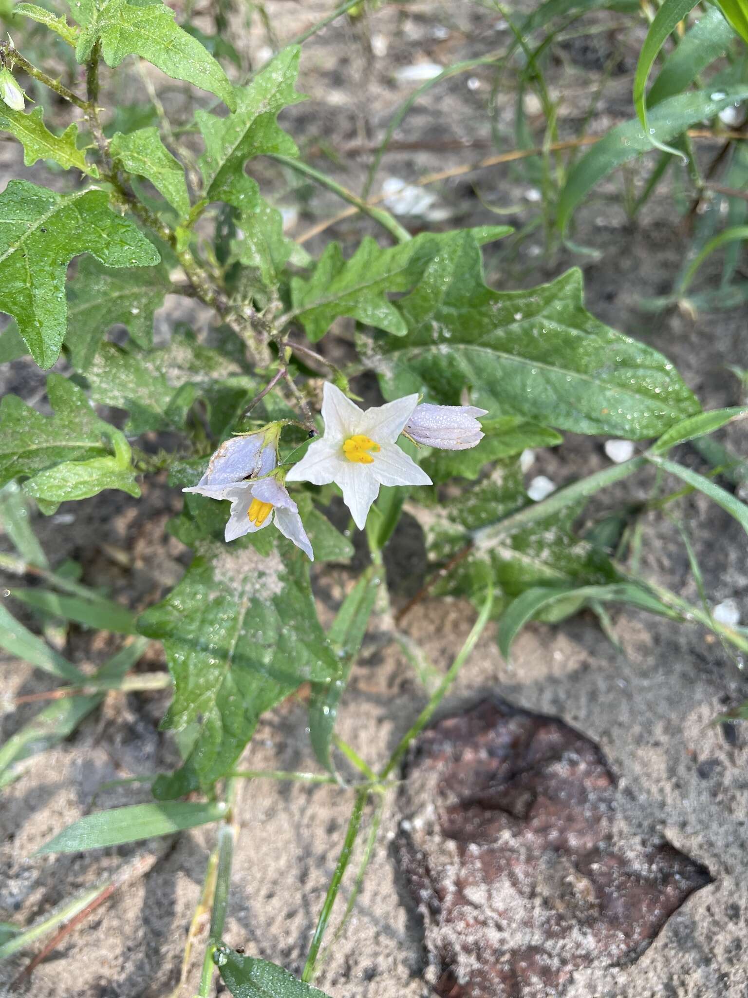 Image of Florida horsenettle