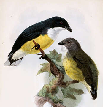 Image of Legge's Flowerpecker