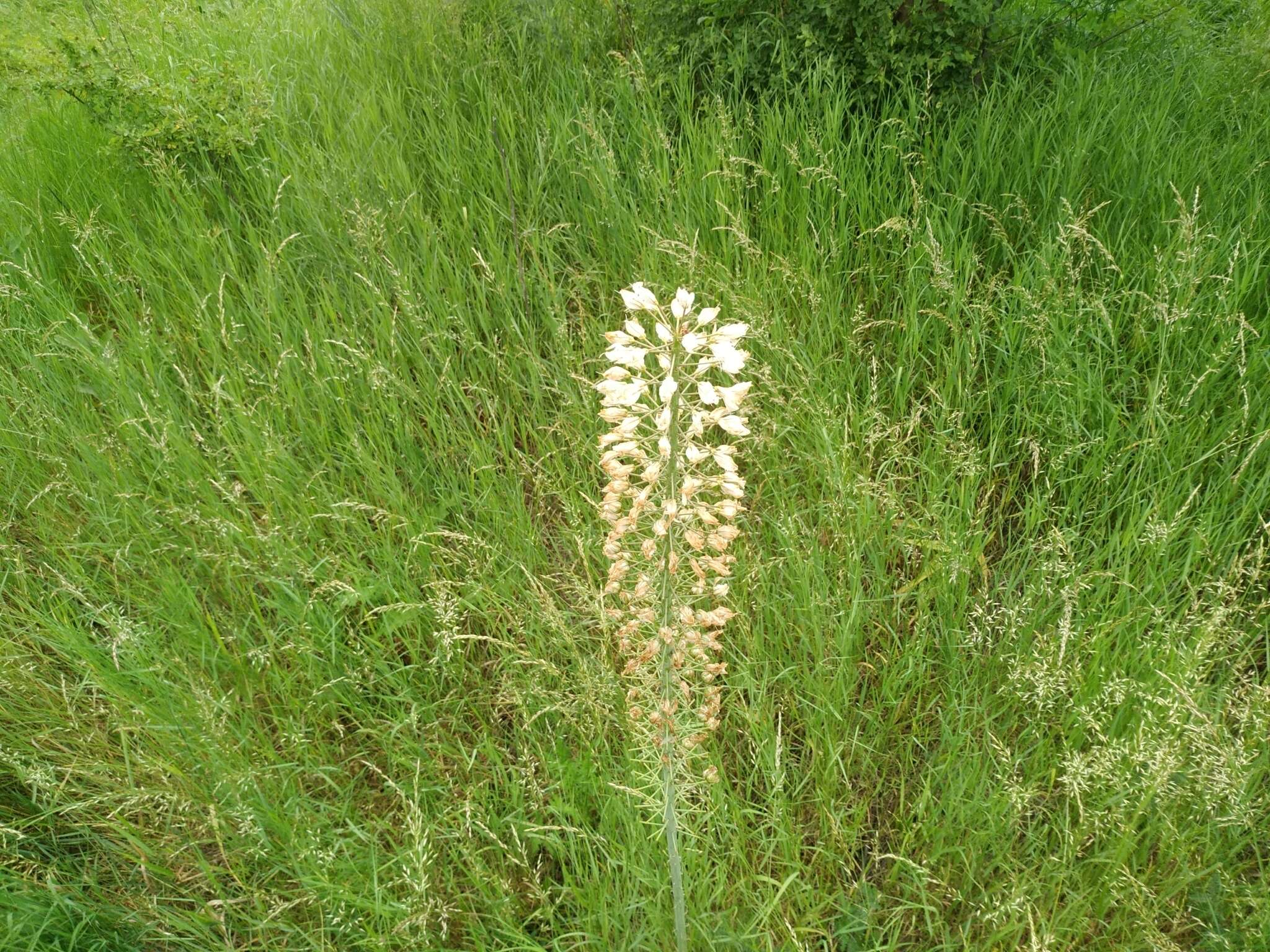 Image of Foxtail lily