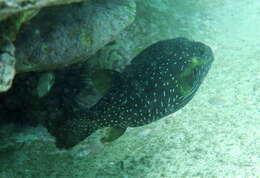 Image of Broadbarred Toadfish