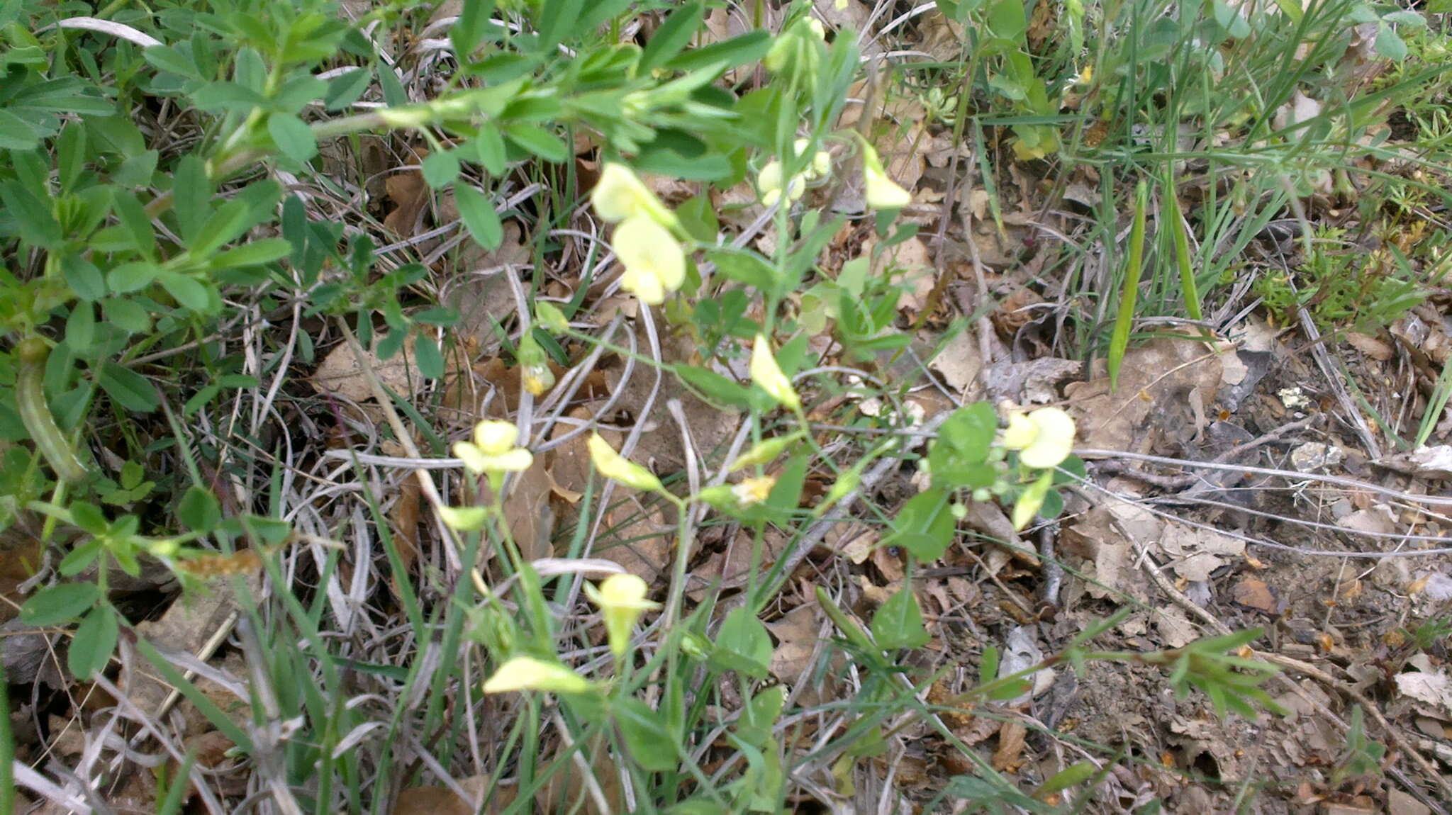 Image of yellow pea