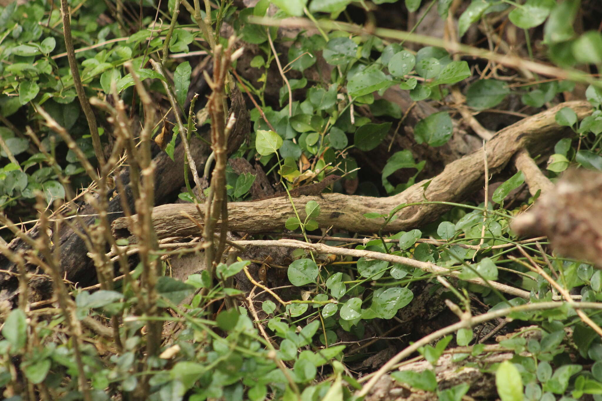 Image of Anguilla Bank Bush Anole