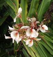 Image de Hedychium coronarium J. Koenig