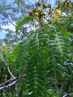 Image of Senna polyantha (Collad.) H. S. Irwin & Barneby