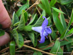 Imagem de Barleria obtusa Nees