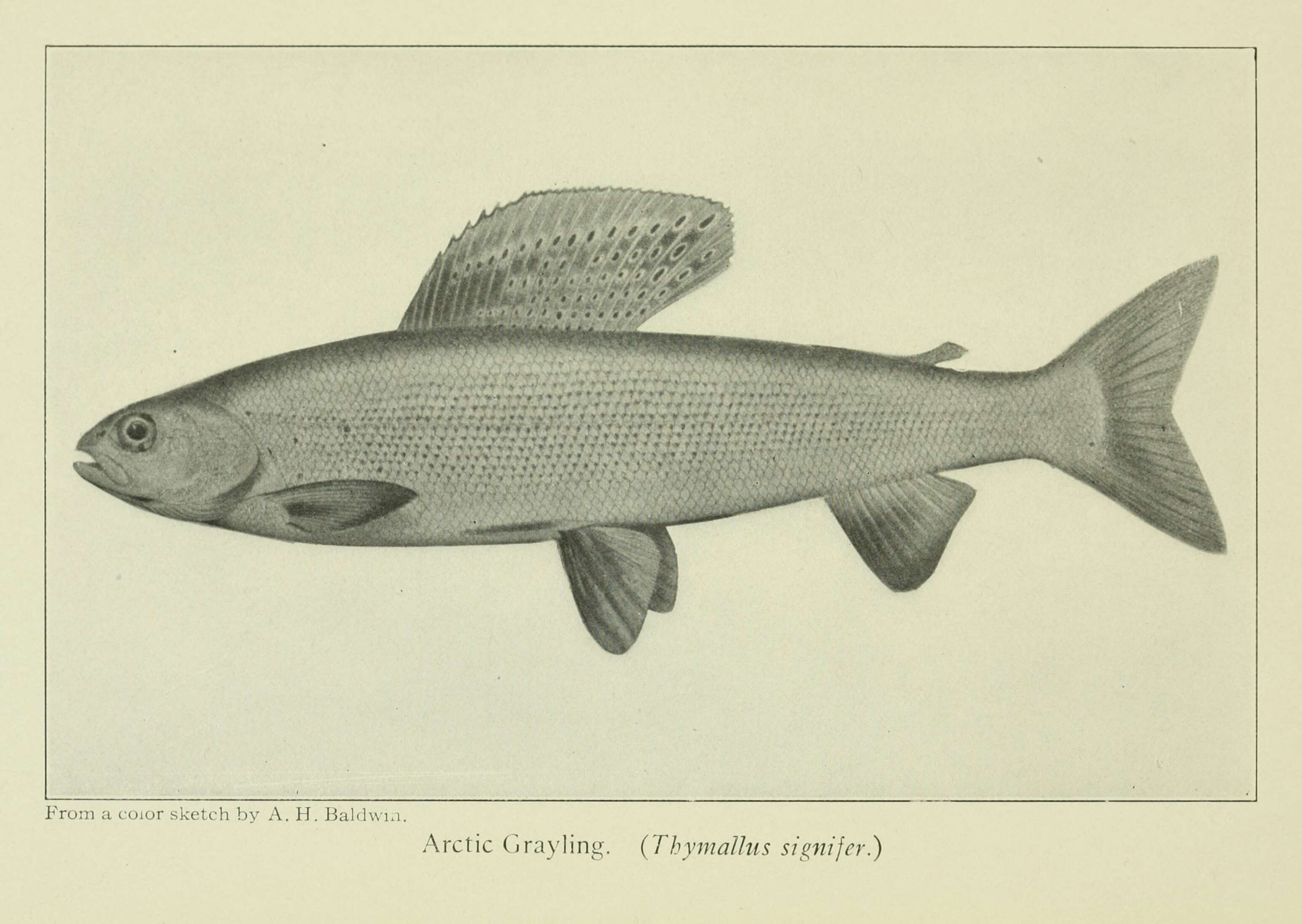 Image of Arctic Grayling