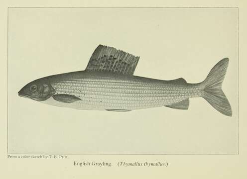 Image of grayling