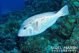 Image of Japanese large-eye bream