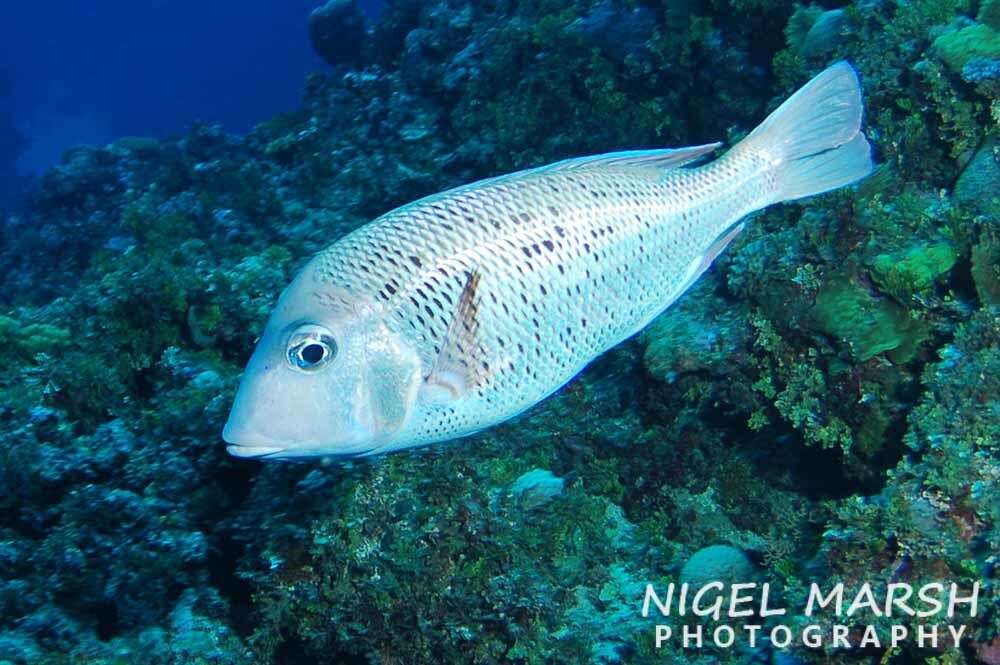 Image of Japanese large-eye bream