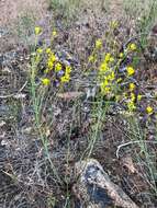 Image of flaxleaf plainsmustard