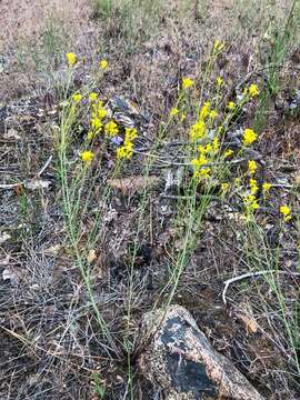 Image of flaxleaf plainsmustard