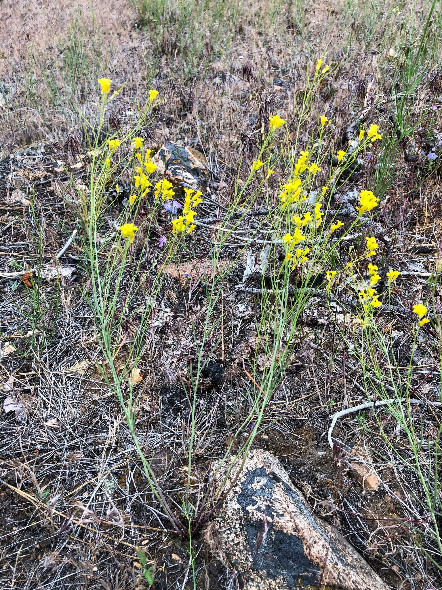 Sisymbrium linifolium (Nutt.) Nutt.的圖片