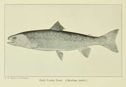 Image of Dolly Varden