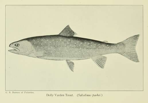 صورة Salvelinus malma (Walbaum 1792)