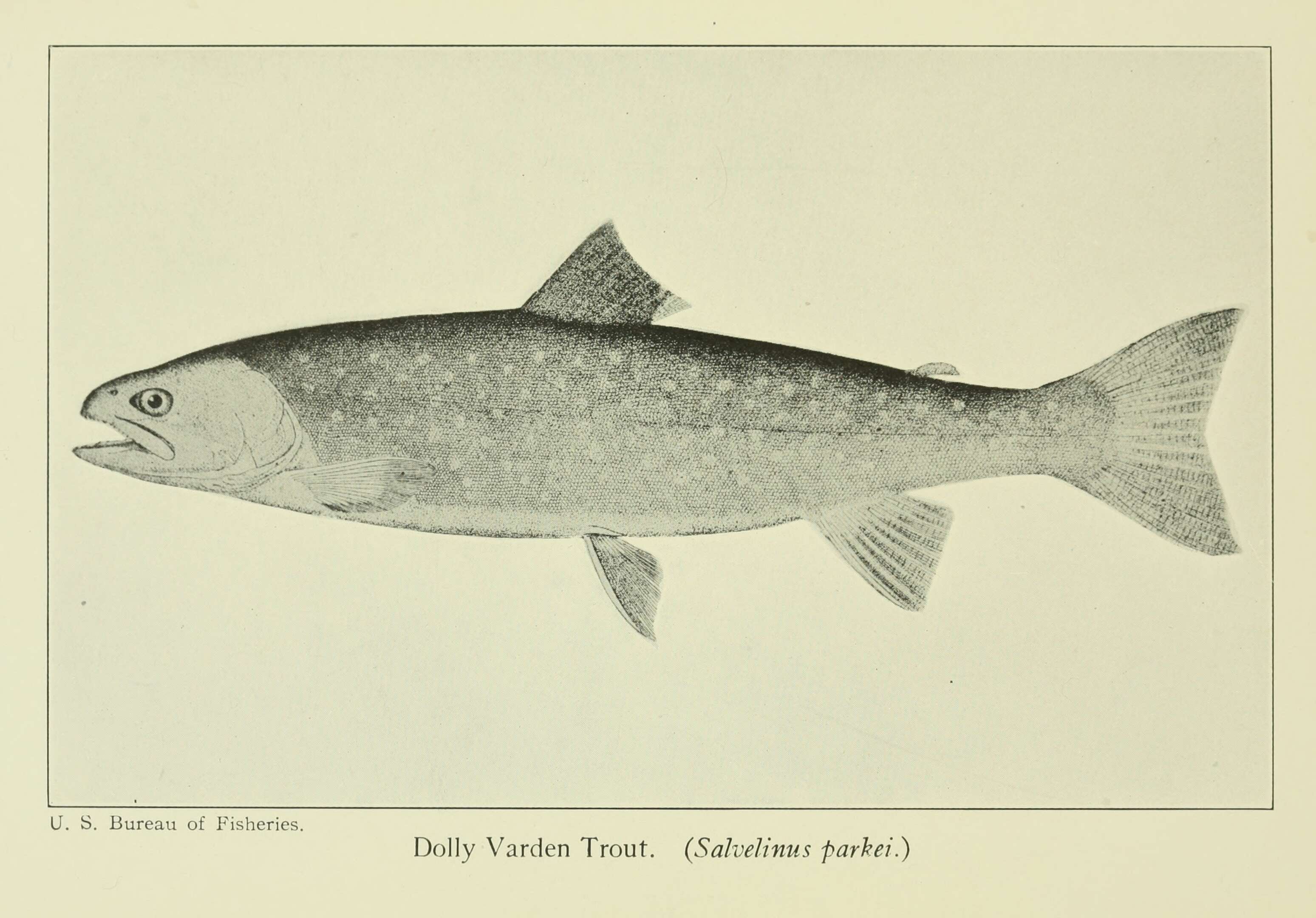 Image of Dolly Varden