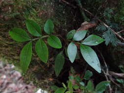 Imagem de Doratoxylon apetalum (Poir.) Radlk.