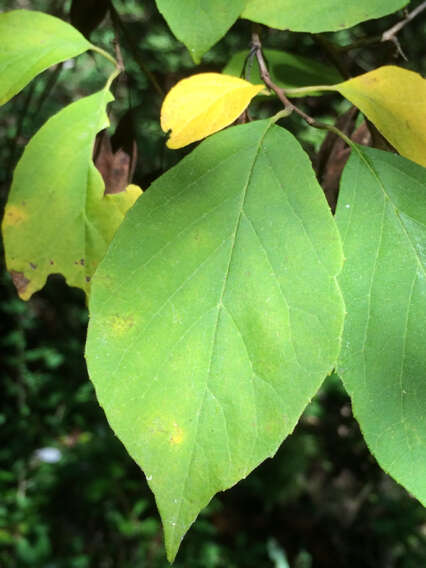 Plancia ëd Halesia diptera J. Ellis