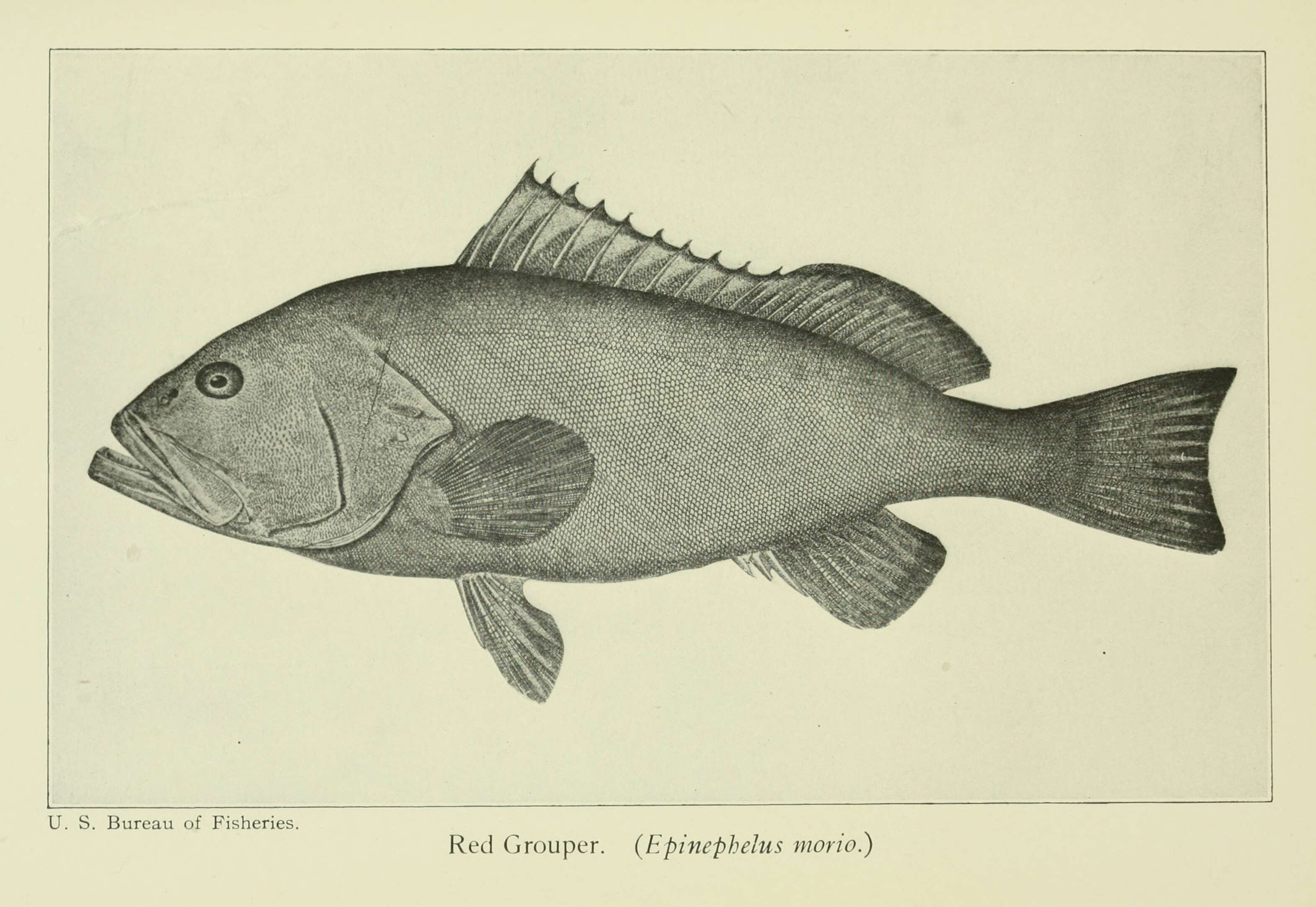 Image of Red Grouper