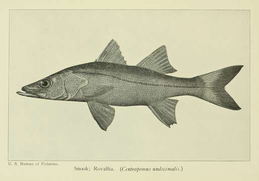 Image of Common Snook