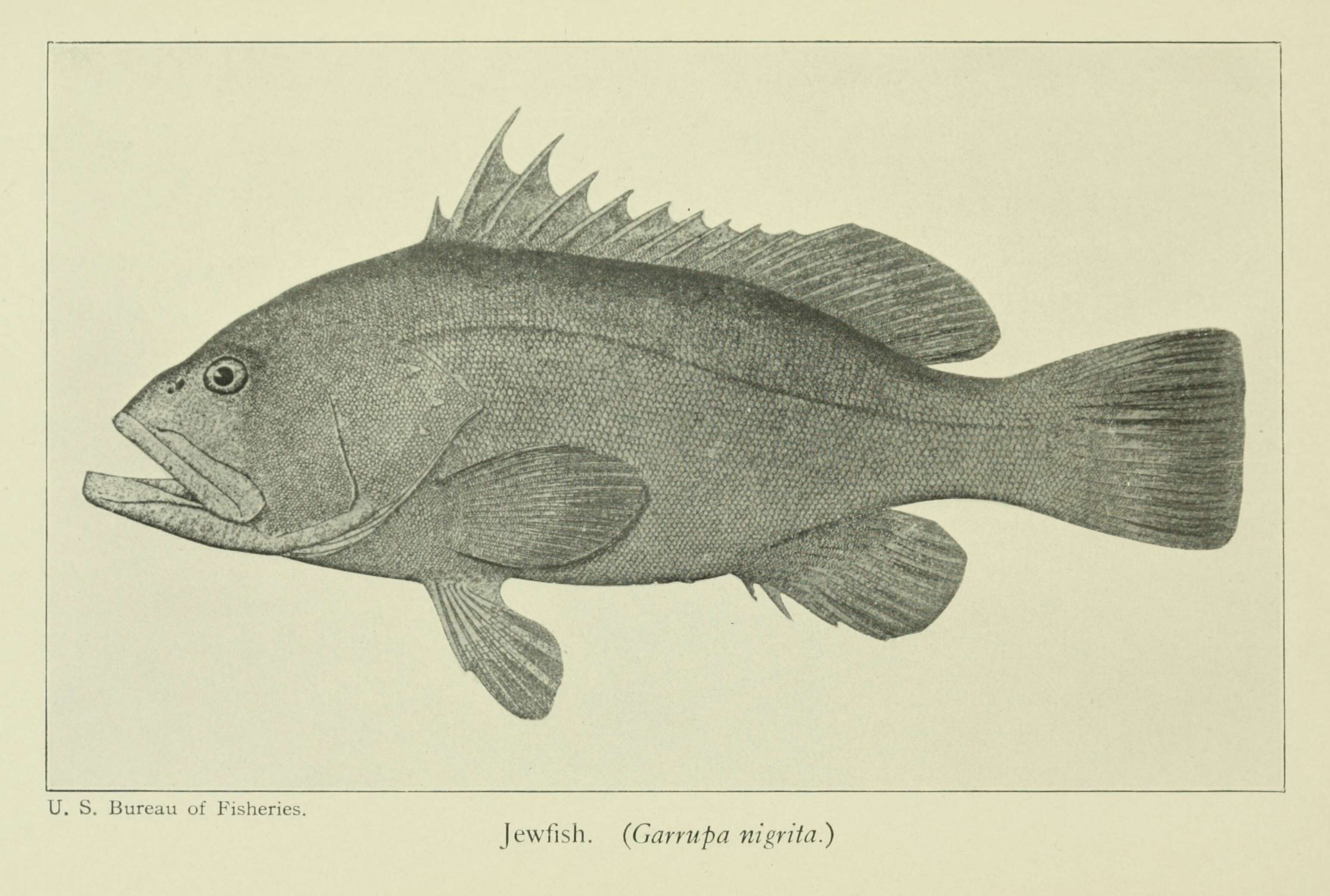 Hyporthodus nigritus (Holbrook 1855) resmi