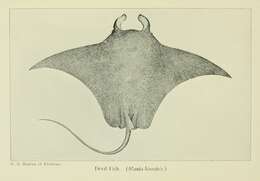 Image of Chevron Manta Ray