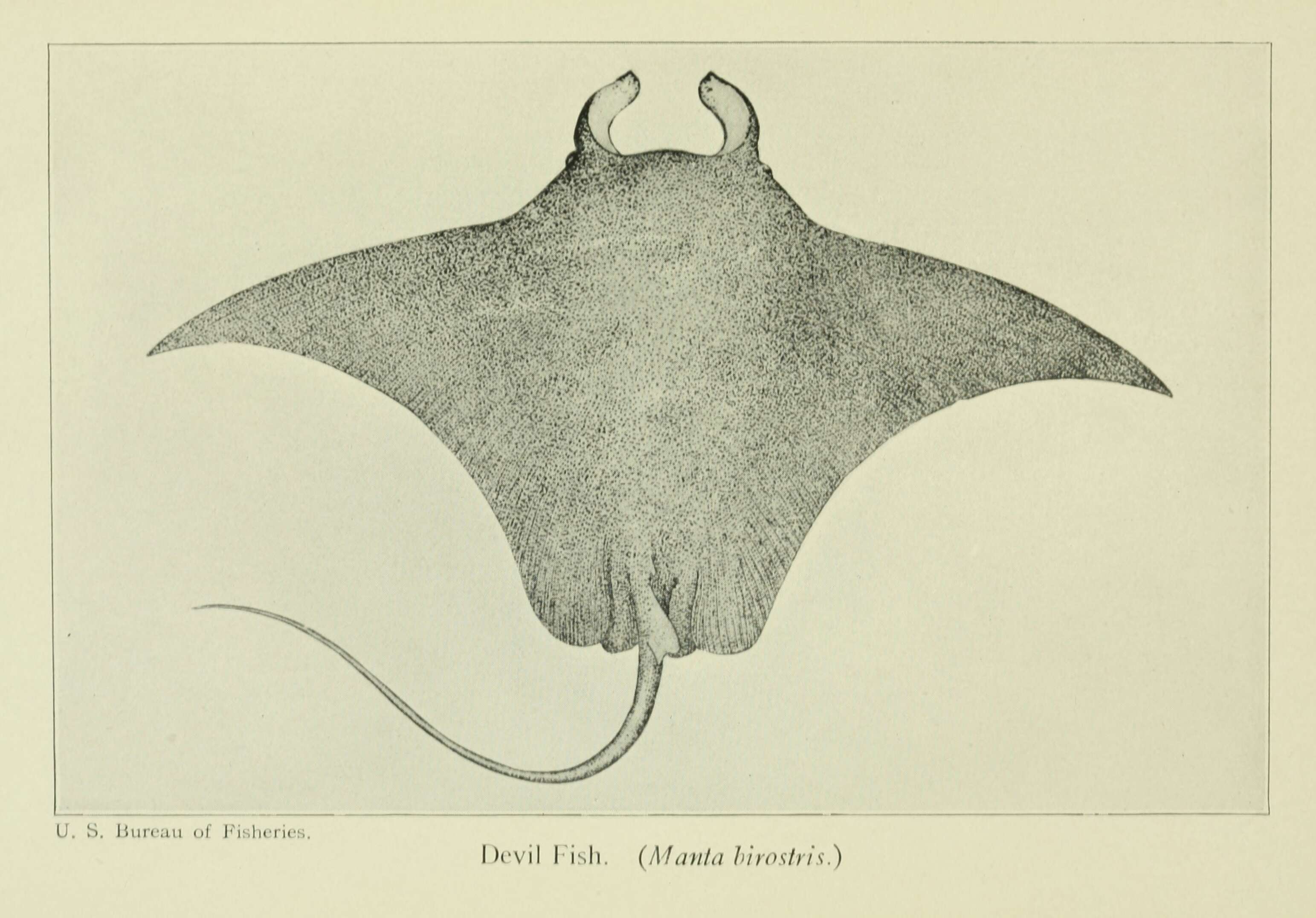 Слика од Mobula birostris (Walbaum 1792)