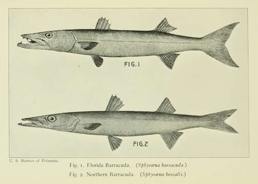 Image of Northern Sennet