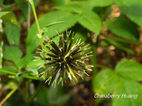 صورة Bidens pilosa var. minor (Bl.) Sherff