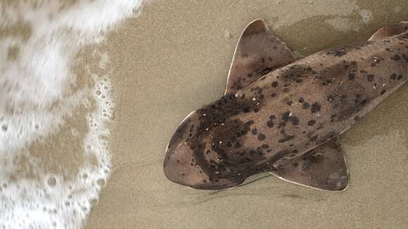 Image of Australian Swellshark