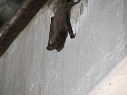 Image of Tadarine Free-tailed Bats