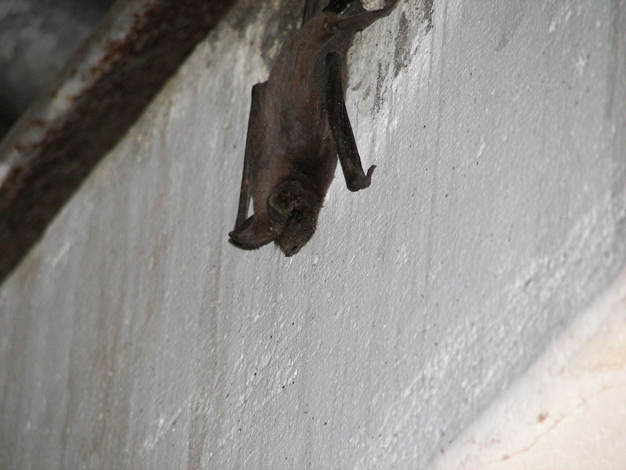 Image of Tadarine Free-tailed Bats