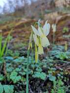 Image de Narcissus triandrus L.