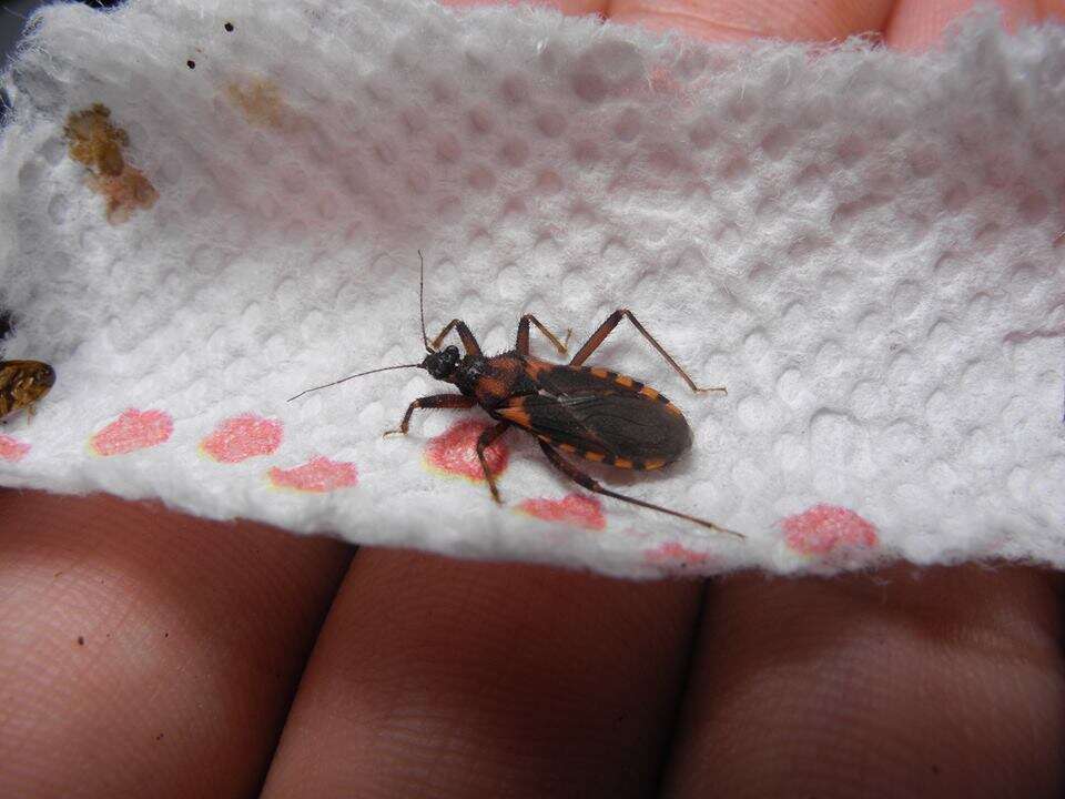 Plancia ëd Homalocoris erythrogaster Maldonado & Santiago-Blay 1991