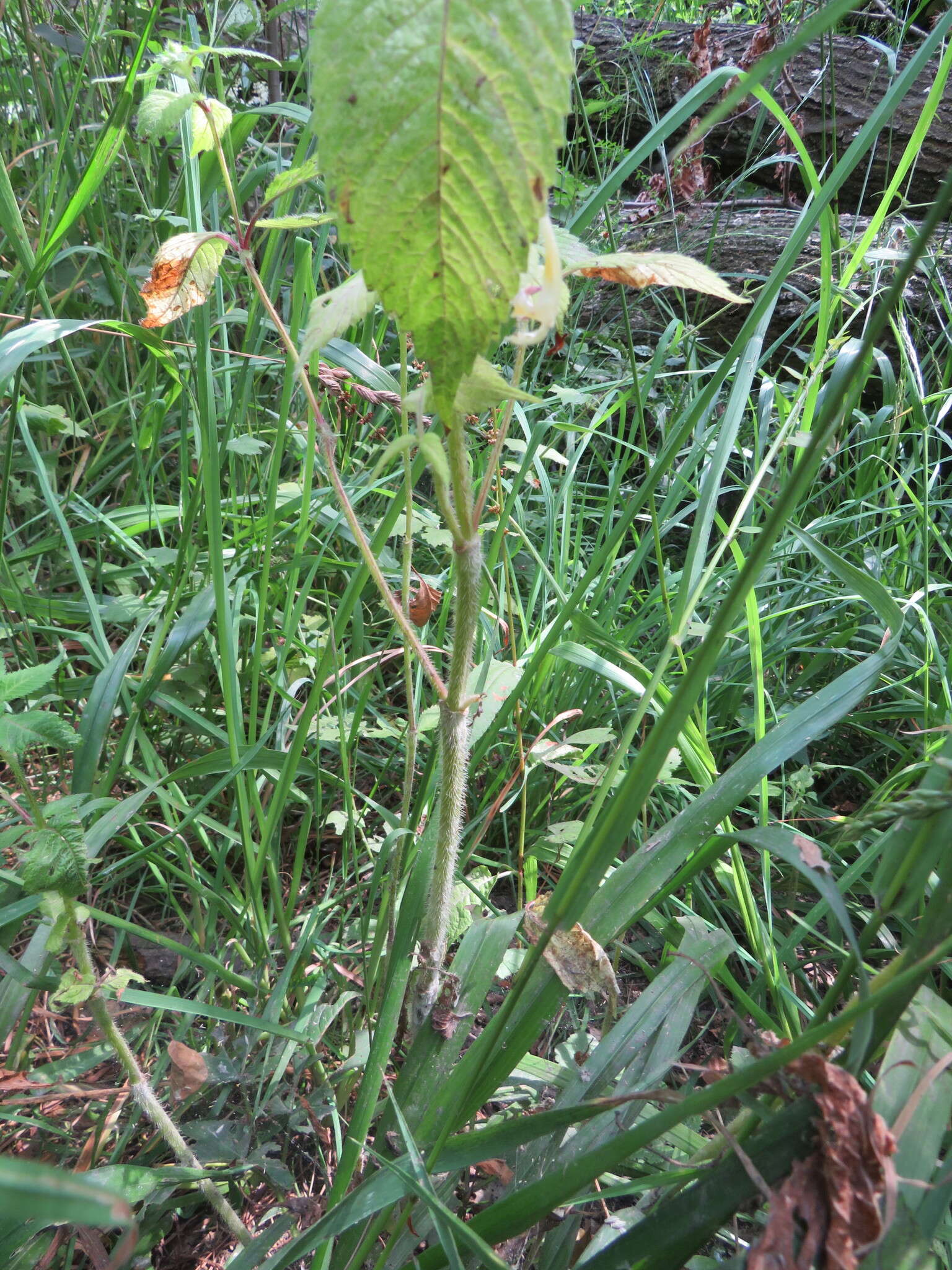 Image of Edmonton hempnettle