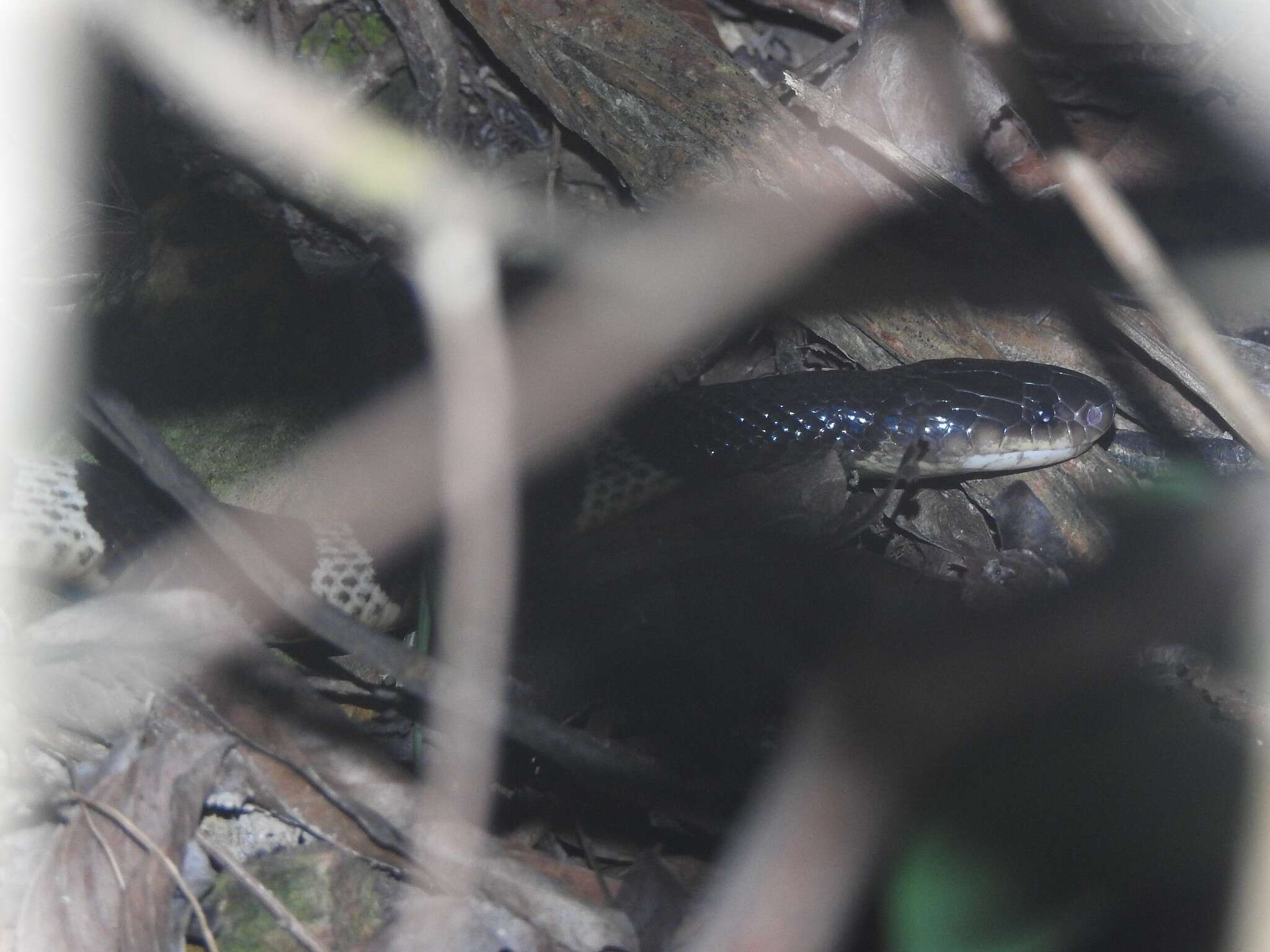 Image of Many-banded Krait