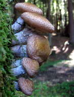 Image of Armillaria ostoyae (Romagn.) Herink 1973