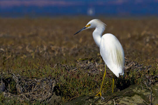 Image of Snowy Egret